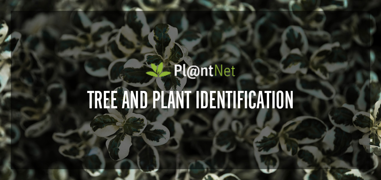 Tree and Plant Identification