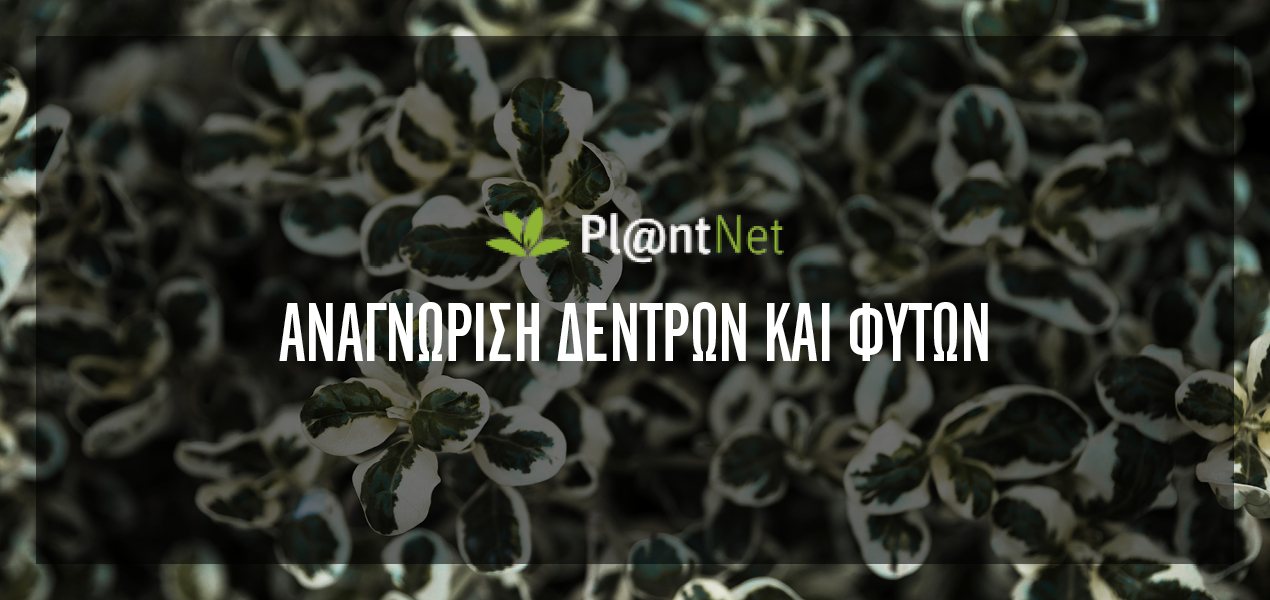 plant net
